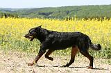 BEAUCERON 935